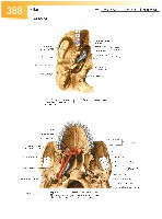 Sobotta Atlas of Human Anatomy  Head,Neck,Upper Limb Volume1 2006, page 395